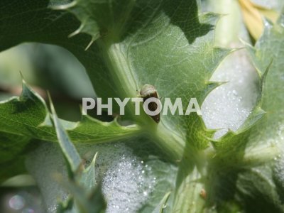 Phylaenus spumarius 